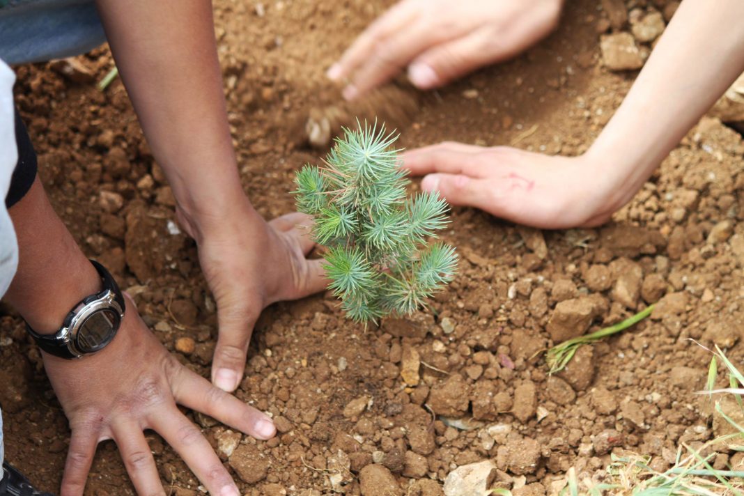 ¿Por qué es importante la reforestación?