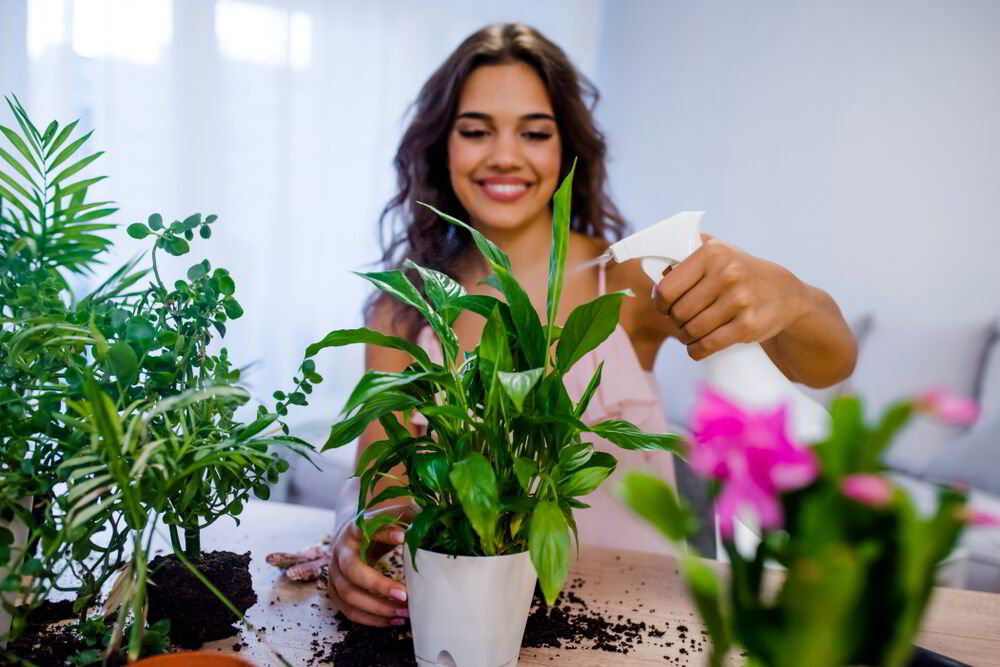 Plantas en casa