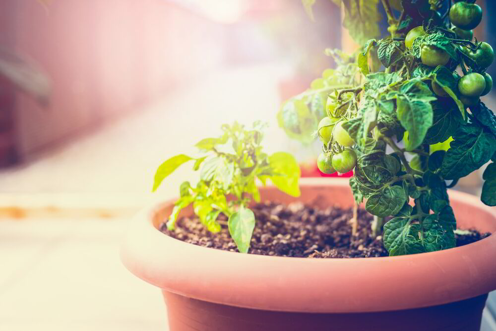 Bellanatura | ¿Qué tipo de jardín urbano quisieras tener en tu apartamento?