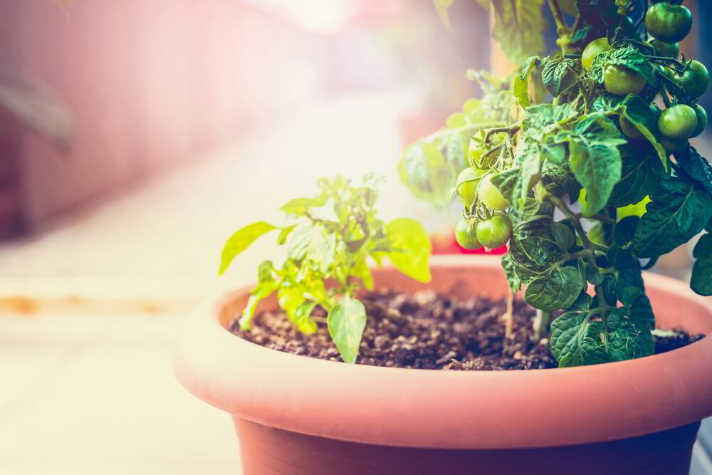 jardinería, sustentable, verde, apartamento