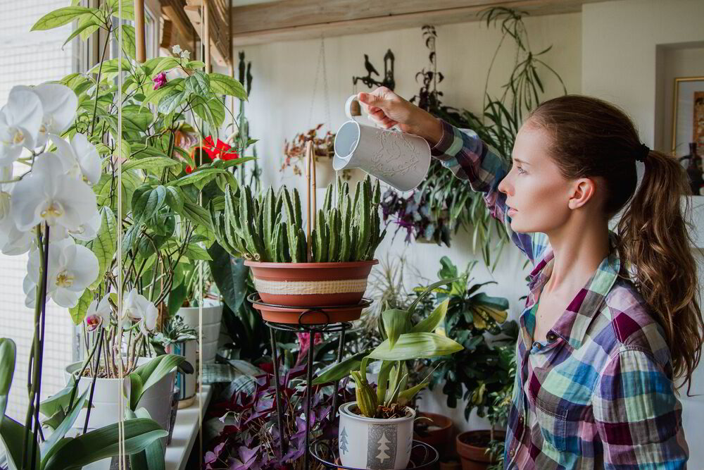 ecología, plantas, medio ambiente, frescura