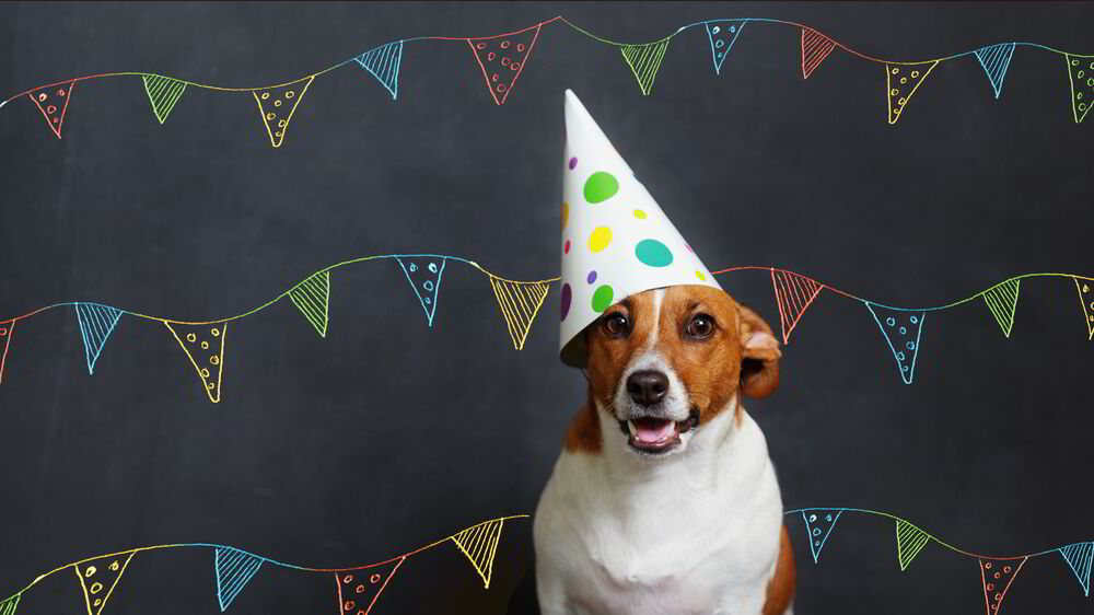 Bellanatura | ¿Tu mascota cumple años? Descubre la mejor manera de festejarlo