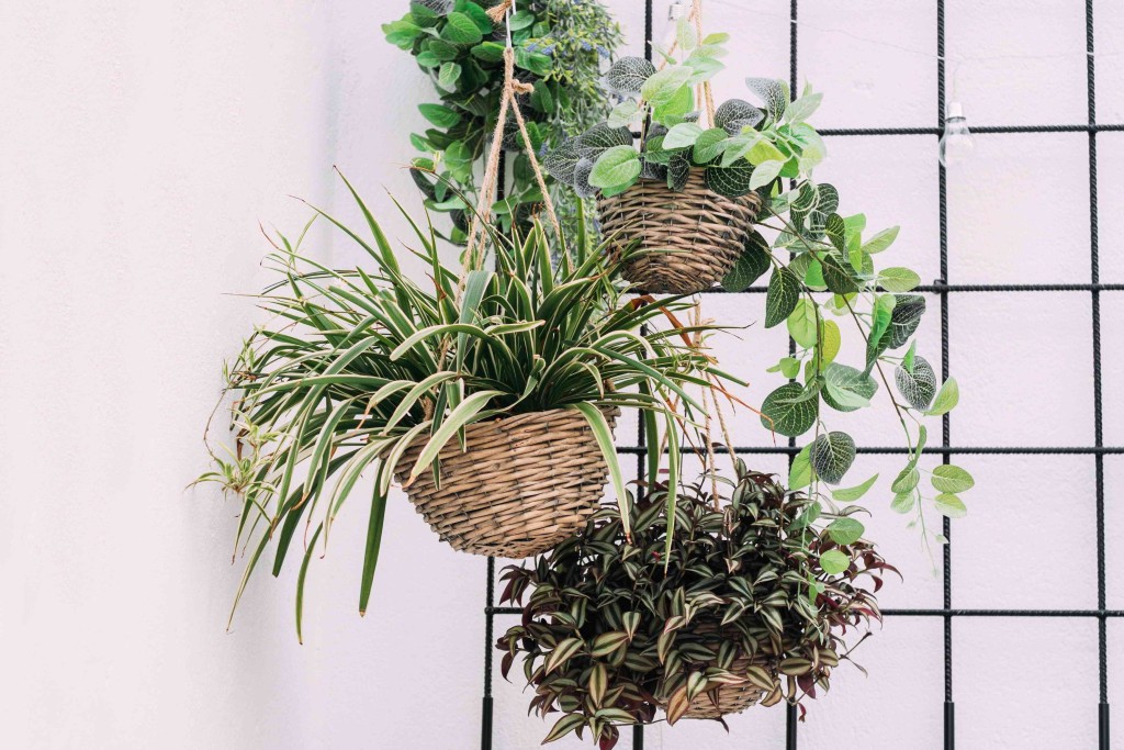 Cuelga plantas en las esquinas de tu hogar